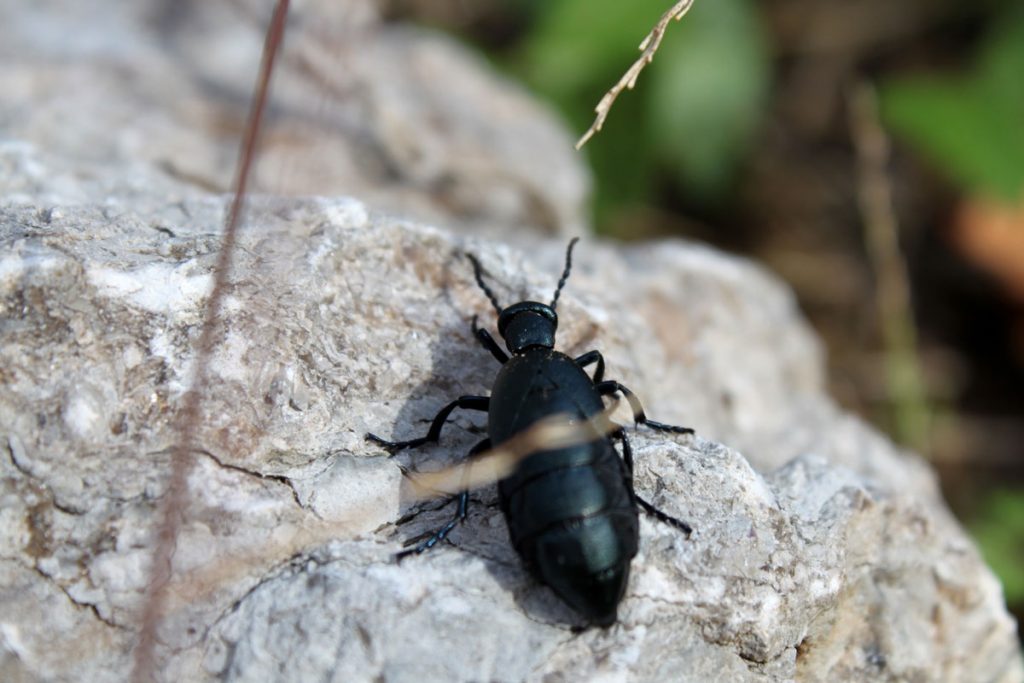 scarafaccio su roccia